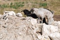 Two little goats of black and white walk on the stone Royalty Free Stock Photo