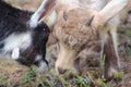 Two little goats on the farmyard Royalty Free Stock Photo