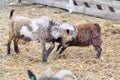 Two little goats fight among themselves and butt heads