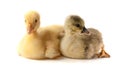 Two little gosling isolated on white background Royalty Free Stock Photo