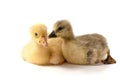 Two little gosling isolated on white background Royalty Free Stock Photo