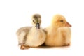 Two little gosling isolated on white background Royalty Free Stock Photo