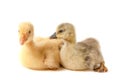 Two little gosling isolated on white background Royalty Free Stock Photo