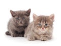 Two little gray kitten lies Royalty Free Stock Photo
