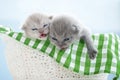 Two little gray scottish kittens in a white basket. Green coverlet, blue background. Close-up Royalty Free Stock Photo