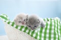 Two little gray scottish kittens in a white basket. Green coverlet, blue background. Close-up Royalty Free Stock Photo