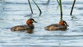 Two Little Grebes happily swimming in a natural pond