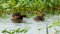 Two Little Grebes happily swimming in a natural pond