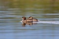 Two little grebes Tachybaptus ruficollis swimming