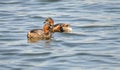 Two little grebes on the water