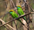 Two Little Green Bee eaters. Royalty Free Stock Photo