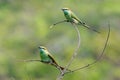 Two Little Green Bee-eaters perching in the garden at Goa beach, Royalty Free Stock Photo