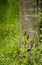 Two little green lizards on a tree bark Royalty Free Stock Photo