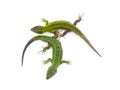 Two little green lizards Royalty Free Stock Photo