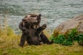 Two little grizzly cubs fighting together in Alaska