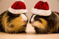 Two little guinea pig in santa claus hat Royalty Free Stock Photo