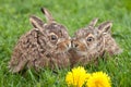 Two little hares