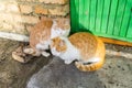 Two little homeless ginger and white kitten