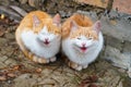 Two little homeless red and white kittens meowing and begging in