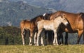 Two little horses looking for the protection of their mothers Royalty Free Stock Photo