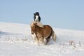 Two little horses playing on snowy meadow Royalty Free Stock Photo
