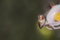 Two little Hummingbirds fight at the bird feeder