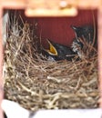 Two little hungry black oriental magpie robin birds lay down safely in small cozy brown wooden nest in old rusty red mailbox