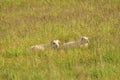 Little Icelandic lambs grazing in a tall meadow, a landscape in Iceland Royalty Free Stock Photo