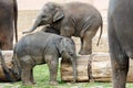 Two little Indian elephants playing, Latin Elephas maximus indicus Royalty Free Stock Photo