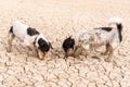 Two little Jack Russell Terrier dogs are digging on sandy cracked ground Royalty Free Stock Photo