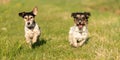 Two small Jack Russell Terrier dogs are running across a green meadow and have a lot of fun