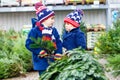 Two little kid boys buying christmas tree in outdoor shop Royalty Free Stock Photo