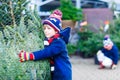 Two little kid boys buying christmas tree in outdoor shop Royalty Free Stock Photo