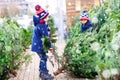 Two little kid boys buying christmas tree in outdoor shop Royalty Free Stock Photo