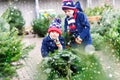 Two little kid boys buying christmas tree in outdoor shop Royalty Free Stock Photo