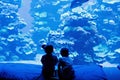 Two little kid boys observing penguins in a recreation area Royalty Free Stock Photo