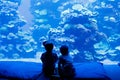Two little kid boys observing penguins in a recreation area Royalty Free Stock Photo