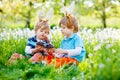 Two little kids boys and friends in Easter bunny ears during traditional egg hunt in spring garden, outdoors. Siblings Royalty Free Stock Photo