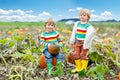 Two little kids boys picking pumpkins on Halloween pumpkin patch. Children playing in field of squash. Kids pick ripe Royalty Free Stock Photo