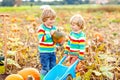 Two little kids boys picking pumpkins on Halloween pumpkin patch. Children playing in field of squash. Kids pick ripe Royalty Free Stock Photo