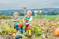 Two little kids boys picking pumpkins on Halloween pumpkin patch. Children playing in field of squash. Kids pick ripe Royalty Free Stock Photo