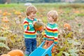 Two little kids boys picking pumpkins on Halloween or Thanksgiving pumpkin patch Royalty Free Stock Photo