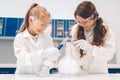 Two little kids in lab coat learning chemistry in school laboratory. Young scientists in protective glasses making Royalty Free Stock Photo