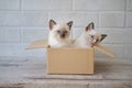 Two little kitten sit in cardboard box. Curious playful funny striped kitten hiding in box. Vesrsion 5