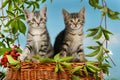 Two little kitten sitting in fall decoration Royalty Free Stock Photo