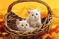 Two little kitten in a wicker basket Royalty Free Stock Photo