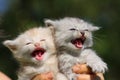 Two little kittens