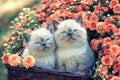 Two little kittens in a basket with flowers Royalty Free Stock Photo