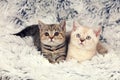 Two little kittens on blanket