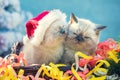 Two little kittens with Christmas decoration Royalty Free Stock Photo